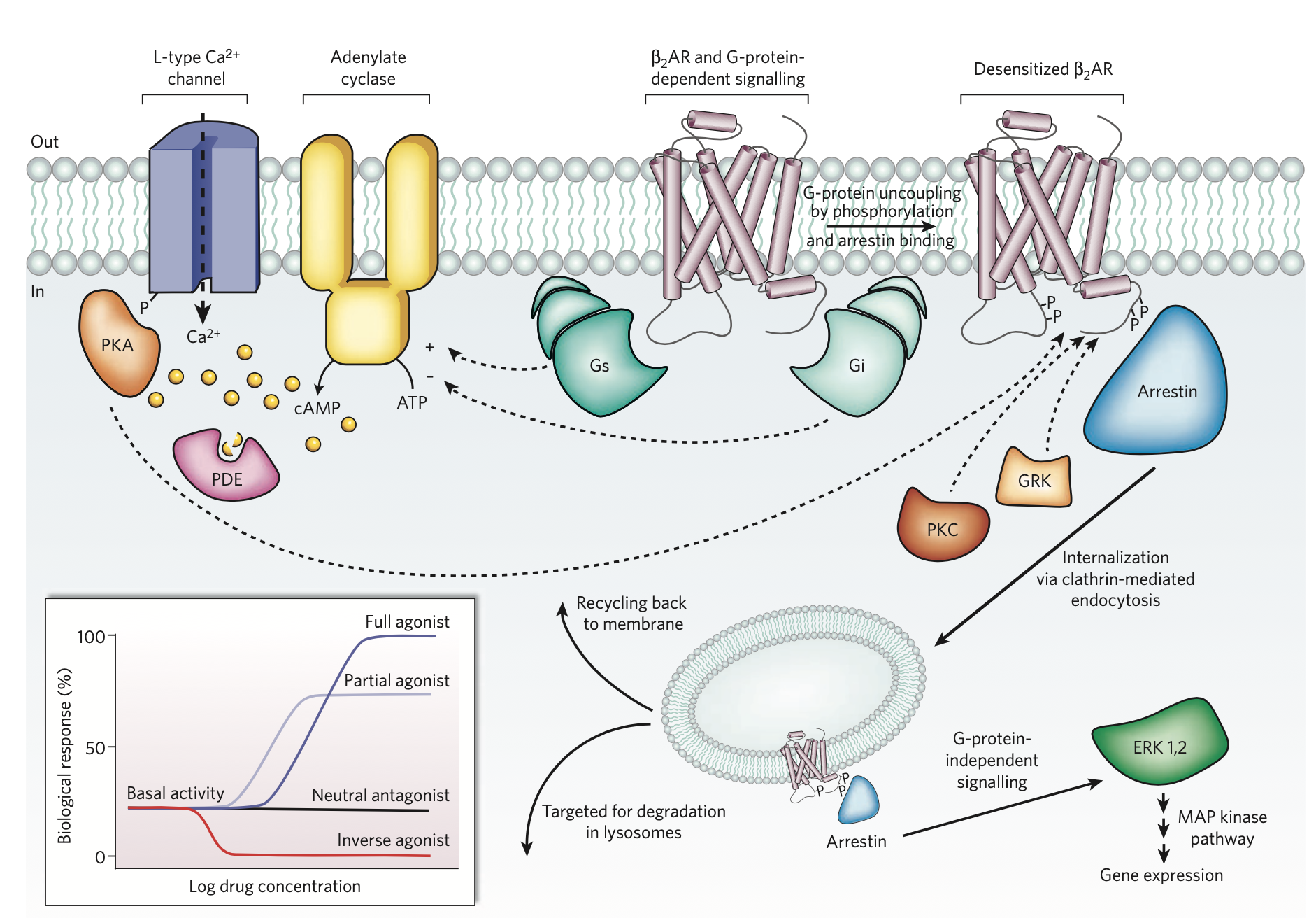 GPCR.jpg